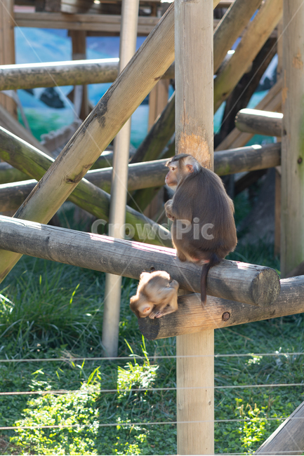 아기원숭이,원숭이,동물,monkey,animal,영장류,natural,nature,관람,관광지,구경거리,동물원,포유류,mammal,실외,자연,동물,animal,포유류,mammal