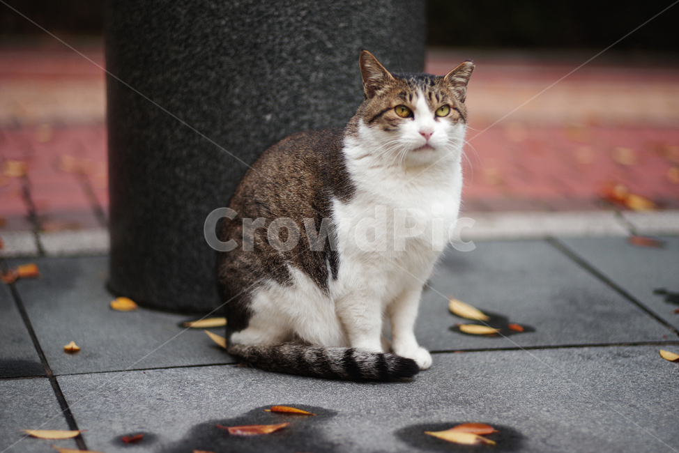 고양이,길고양이,길냥이,동물,자연,애완동물,cat,kitty,kitten,cute,animal,pet,동물,animal,포유류,mammal,고양이,cat,kitten,kitty