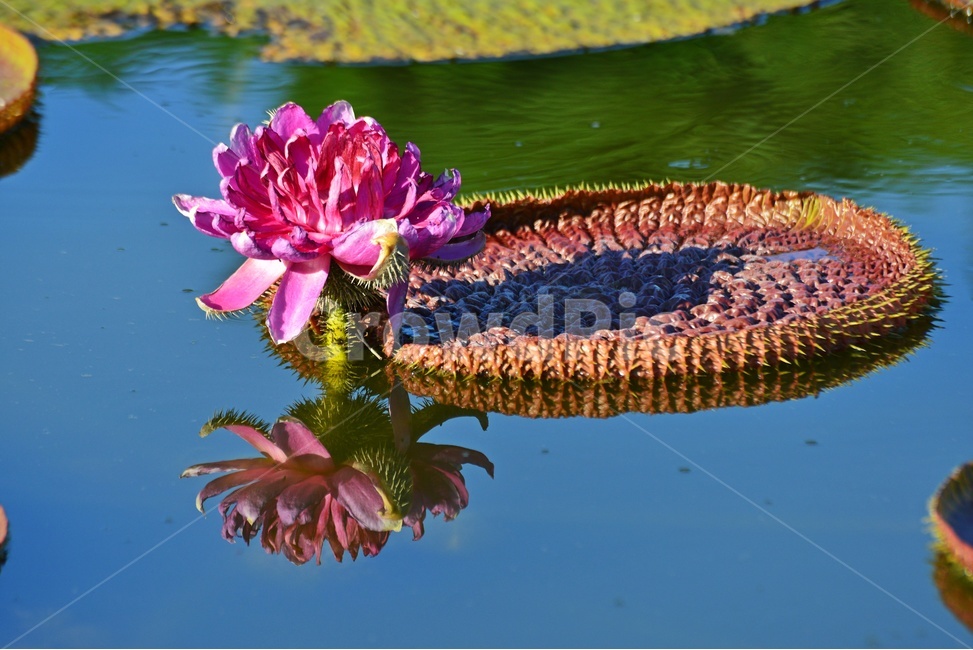 flower,plant,식물,blossom,꽃,연,연자,연밥,연잎,빅토리아연,빅토리아연꽃,반영,빅토리아연잎,식물,자연,plants,nature,꽃,flower