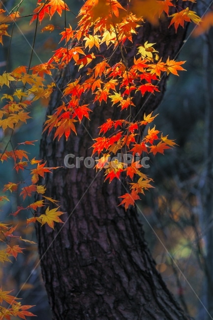 가을,11월,단풍,밀레니엄,그리움,지나간시간,가을,계절,fall,autumn,season,식물,자연,plants,nature,나무,trees,wood,leaf,잎,plant,tree,maple