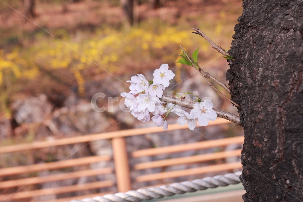 꽃,봄꽃,식물,flower,plants,봄,계절,spring,season,식물,자연,plants,nature,꽃,flower,plant