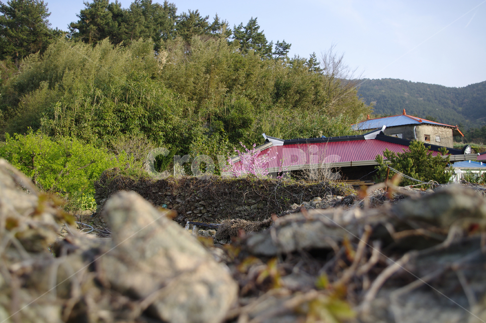 청산도,돌담길,돌담,집,보리밭,식물,plant,시골,마을,풍경,landscape,country,rural,town