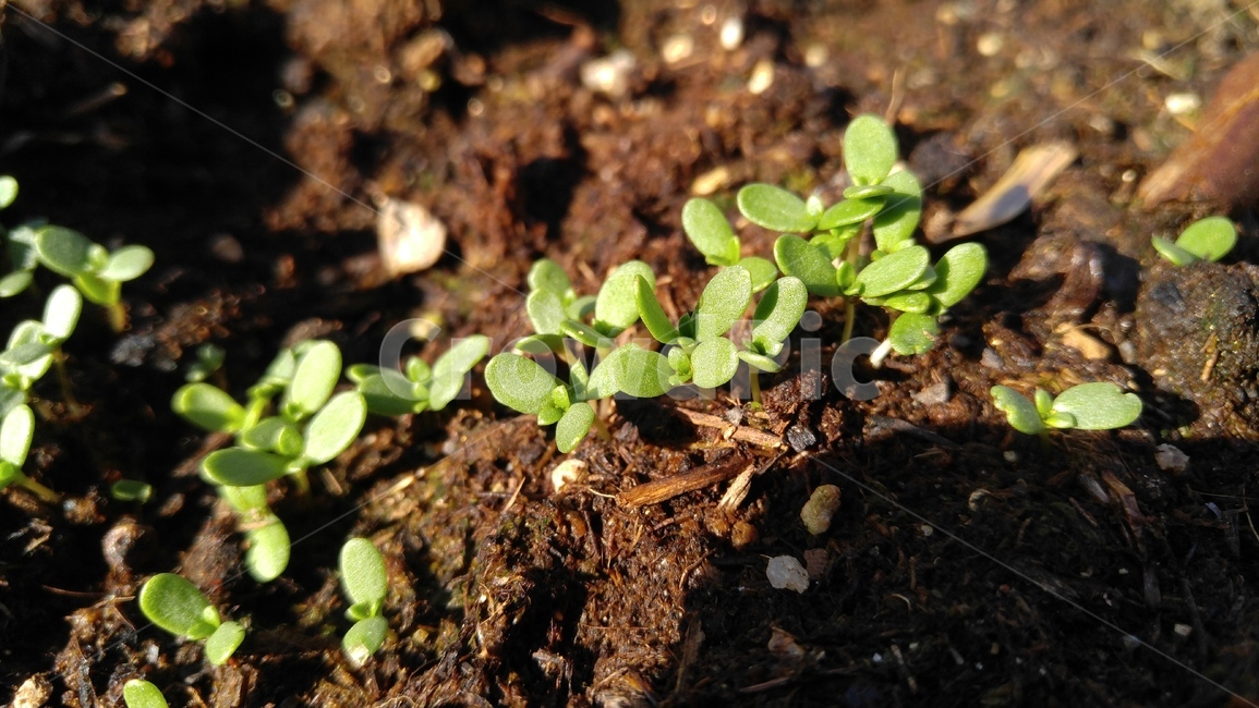 상추,새싹,상추새싹,텃밭,흙,연두색,그린,갈색,도시텃밭,어린,식물,lettuce,sprout,soil,green,brown,vegetablegarden,urbangarden,plant