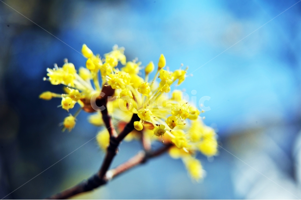 자연,봄,노란꽃,봄꽃,식물,나무,봄풍경,접사,봄,계절,spring,season,식물,자연,plants,nature,꽃,flower,plant