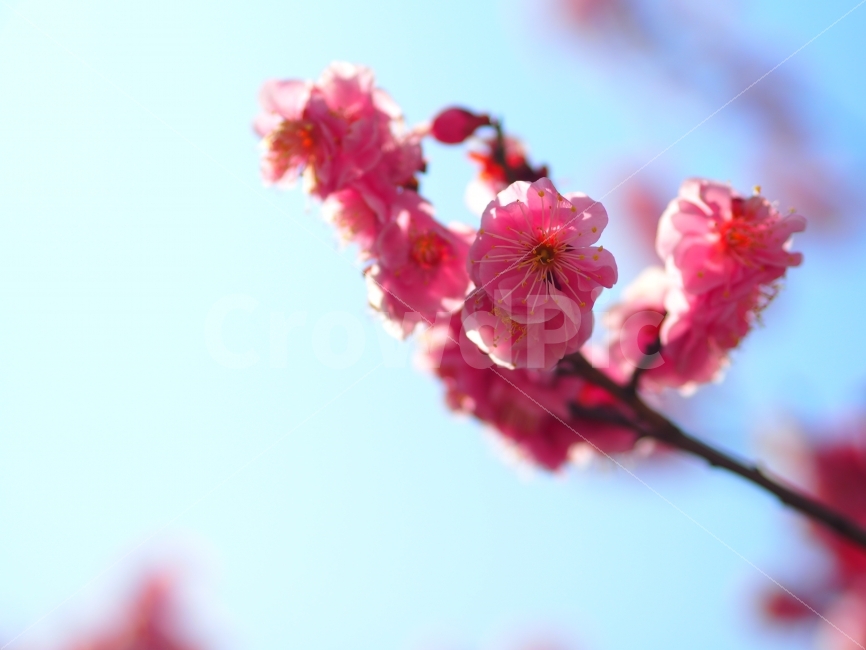 꽃,꽃사진,벚꽃,감성,감성사진,봄,계절,spring,season,식물,자연,plants,nature,꽃,flower,감성,sensible,feeling,색깔,색상,색채,색감,color sense,color sensitivity,feeling of color,plant,blossom