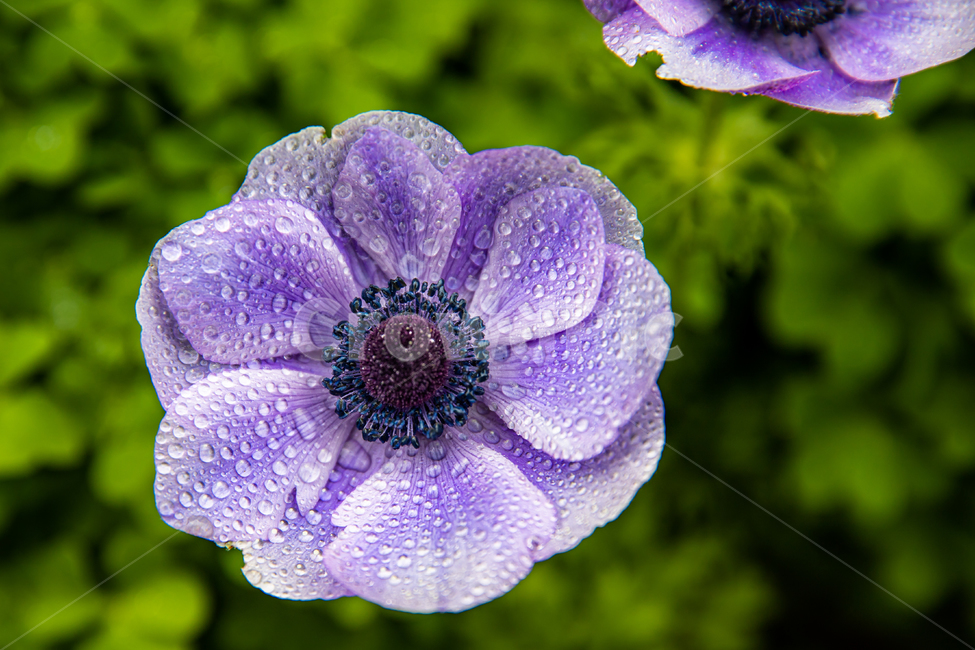 식물,꽃,plant,flower,blossom,식물,자연,plants,nature,꽃,flower