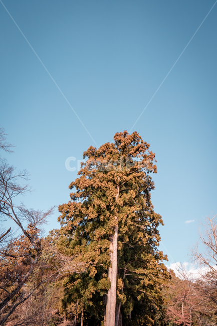 나무,숲,하늘,공원,색감,자연,분위기,sky,tree,forest,park,nature,풍경