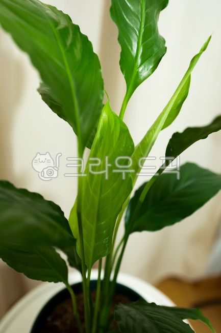 new leaf,planterior,Cheonnam and,beauty,gardening,botany,Spotty Film,horticulture,growing,spathiphyllum,pot,leave,spot film,Planterior,organic,close up,green,grow,natural,nature,plantinterior,tree,leaf,flower,plant,pet plant,garden,hobby