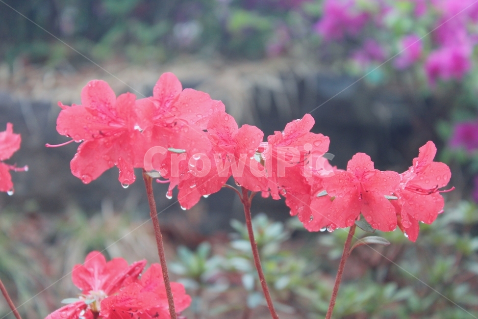 철쭉,꽃구경,감성사진,예쁜사진,꽃,풍경사진,풍경,봄,계절,spring,season,식물,자연,plants,nature,꽃,flower,blossom,geranium,제라늄,plant