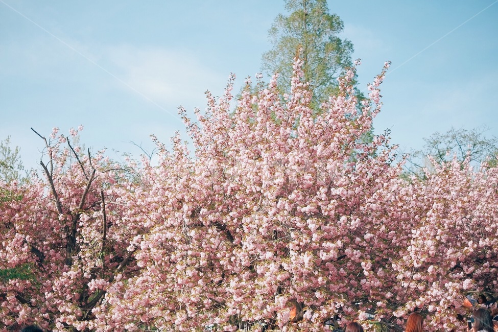 벚꽃,겹벚꽃,꽃,감성,동화,봄,계절,spring,season,식물,자연,plants,nature,꽃,flower,감성,sensible,feeling,plant,blossom