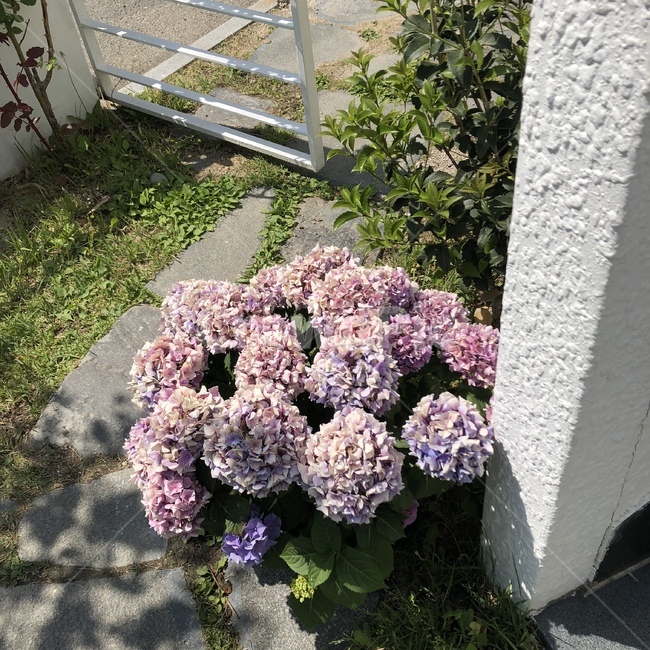 꽃,flower,화분,꽃가꾸기,마당꽃