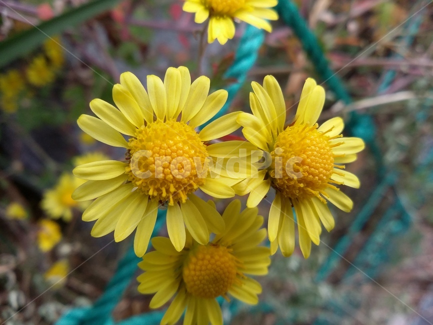 plant,식물,꽃,노란꽃,자연
