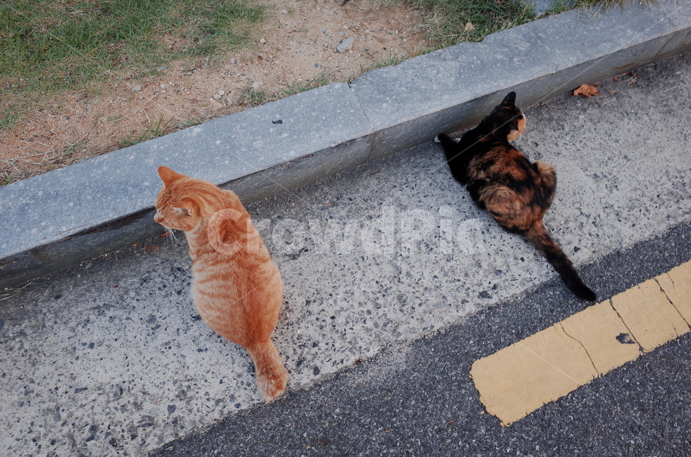고양이,도로,친구,길고양이,길냥이,노란고양이,검은고양이,고양이두마리