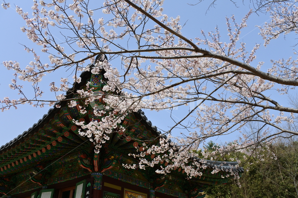 벚꽃,cherryblossom,blossom,꽃,기와집,지붕,한옥