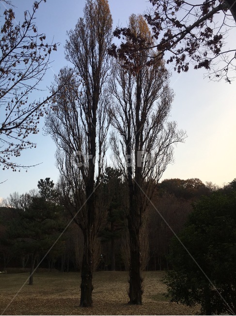 나무,키큰나무,두그루,큰나무,세트,two,tree