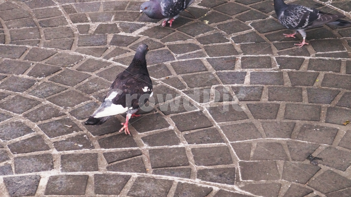 공원,휴식,비둘기,새,힐링,동물,animal,조류,새,birds