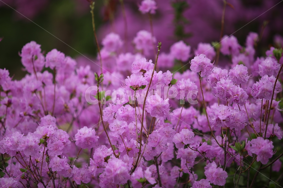 진달래,꽃,자연,연분홍,향기,봄,계절,spring,season,식물,자연,plants,nature,꽃,flower,blossom,geranium,제라늄,plant