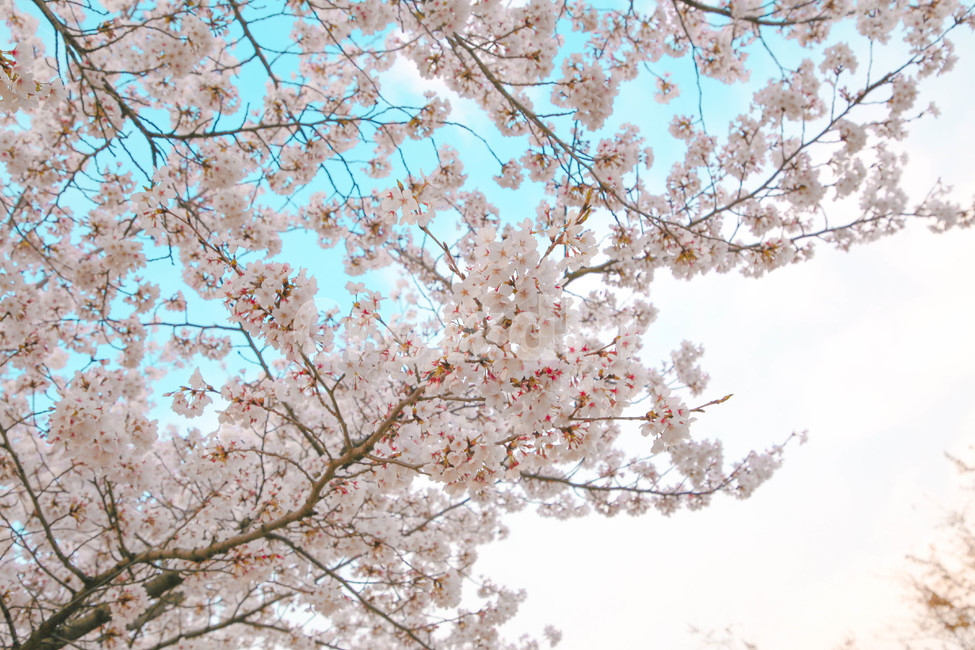 봄,벚꽃,감성사진,자연,계절,spring,꽃,season,올렛길,금오산,벚꽃길,봄,계절,spring,season,꽃,flower,plant,식물,blossom