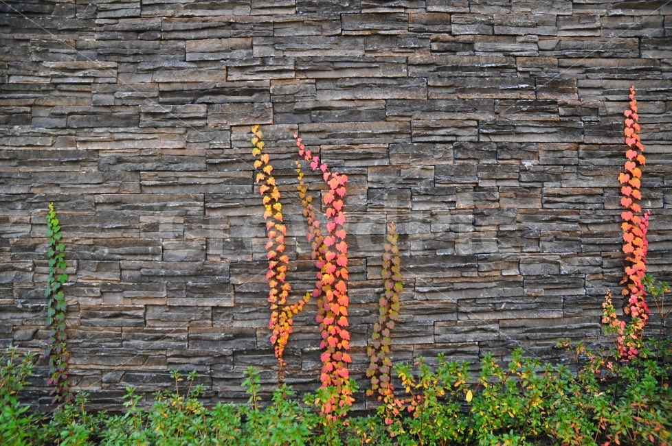 건물,벽,식물,줄기,색감,가을,색깔,벽돌,나무잎,building,wall,brick,plants,colorful,autumn,leaves,가을,계절,fall,autumn,season,식물,자연,plants,nature