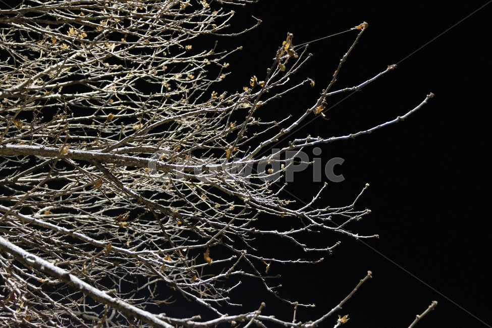 나무,밤,나뭇가지,겨울나무,깜깜한밤,겨울,계절,winter,season,야경,밤,풍경,nightscape,night,landscape,식물,자연,plants,nature,나무,trees,wood