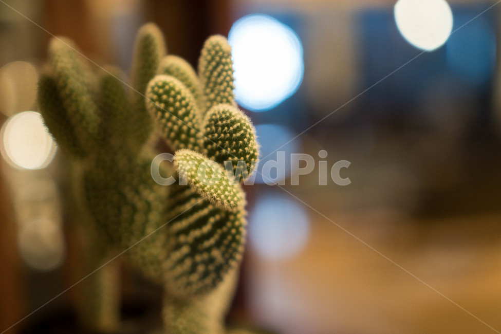 카페,카페인테리어,선인장,cactus,곰발바박,동글동글,귀여운,실내용화초,화분,화초,house plant