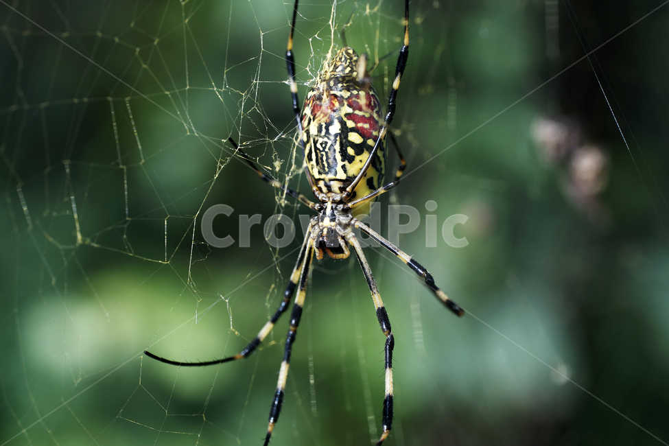 호랑거미,거미,절지동물,argiopeamoena,거미줄,담록색,동물,animal,곤충,벌레,insect,bug