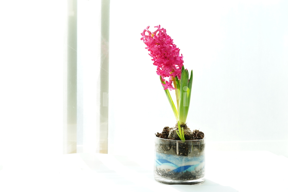 꽃,플라워,식물,생명,생물,핑크,분홍,컬러,color,flower,pink,화분,취미,녹색,그린,꽃,flower,실내용화초,화분,화초,house plant