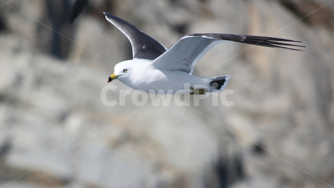 갈매기,바다새,대형조류,commongull,mewgull,laruscrassirostris,괭이갈매기,동물,animal,조류,새,birds