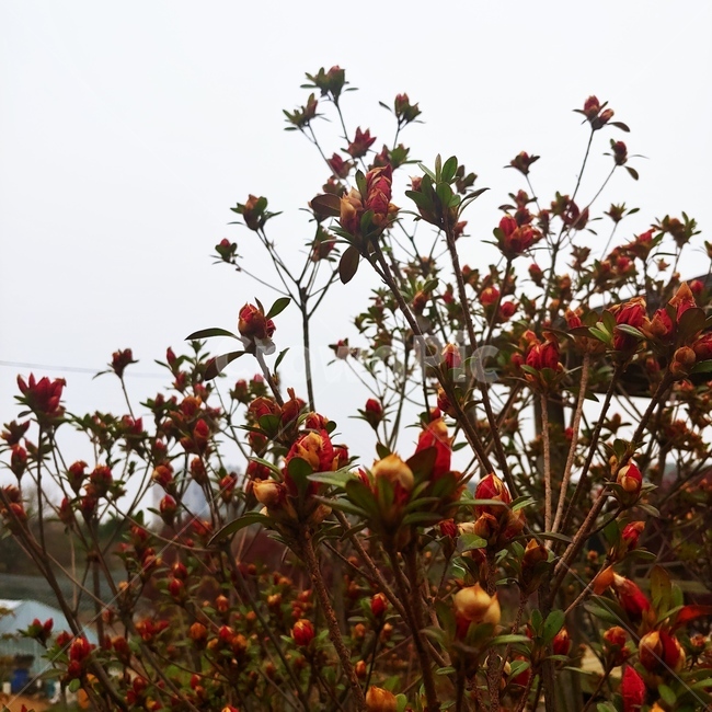 철죽,꽃,자연,시골,flower,풍경,식물,자연,plants,nature