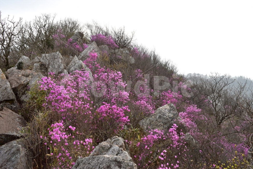 주작산,덕룡산,진달래,풍경,기암,바위,비경,봄풍경,분홍색,진달래꽃,강진,명산,산행,등산,마운틴,자연,풍경,nature,landscape,봄,계절,spring,season,plant,식물