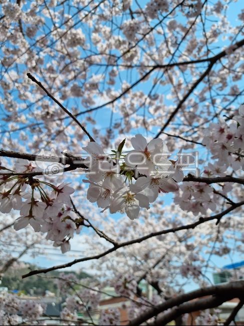Cherry Blossom Festival,Cherry Blossom,cherryblossom,flower,spring,spring flowers,warm,petal,affix,flower closeup
