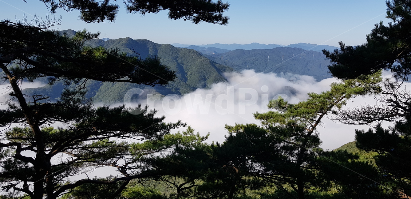 구름안개,안개산,구름산,구름나무,자연구름,자연,풍경,nature,landscape,한국자연풍경,한국자연경관,korea nature landscape,tree,나무,plant,식물,abies,아비,fir,전나무,outdoors,옥외,mountain,산,mountain range,산맥