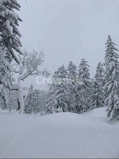 겨울,눈,겨울산,하얀눈,숲속,겨울숲,겨울,계절,winter,season,자연,풍경,nature,landscape,tree,나무,plant,식물,fir,전나무