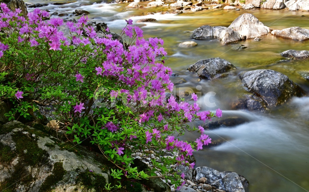 전북,남원,산내면,달궁,달궁계곡,수달래,계곡,달궁수달래,물흐름,water,물,nature,자연,outdoors,옥외,plant,식물,flower,blossom,꽃
