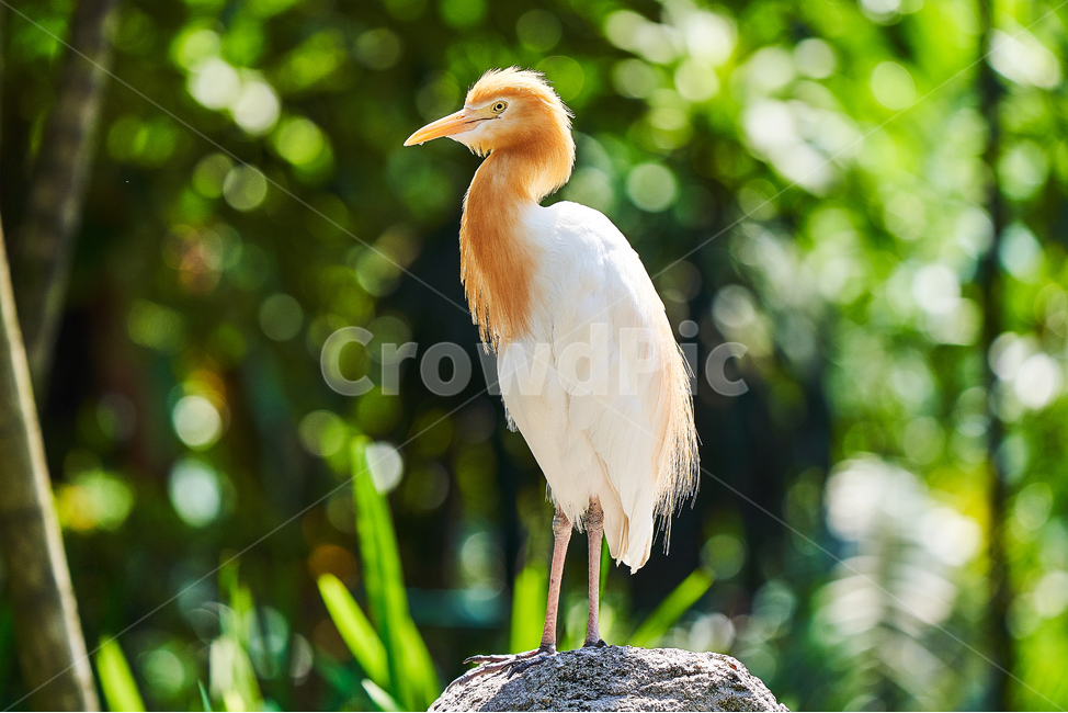 새,조류,야생,고독,깃털,동물,animal,조류,새,birds