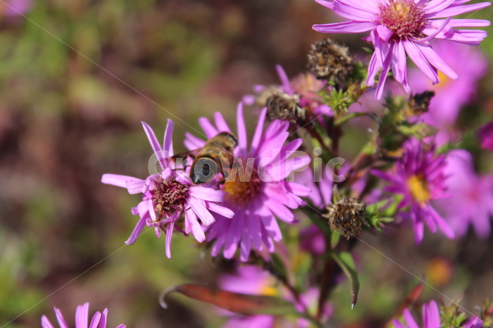 bee,벌,plant,식물,꽃,식물,자연,plants,nature,꽃,flower