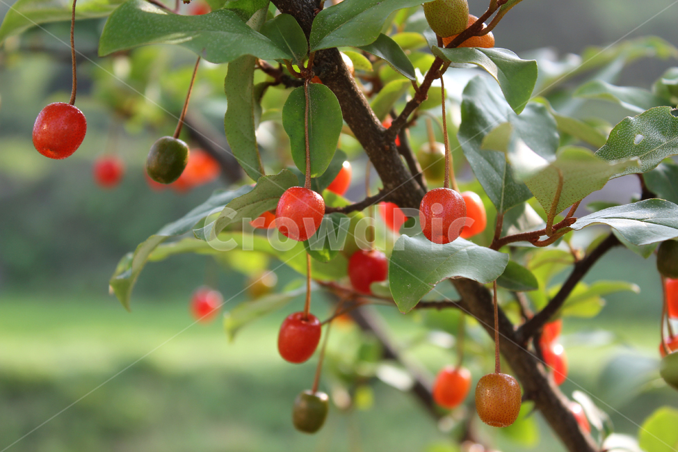 branch,bush,cherry,closeup,열매,과일,식물,나무,정원,그린,녹색,잎,나뭇잎,잎사귀,자연,elaeagnus,elaeagnusumbellata,fresh,fruit,fruits,garden,green,leaf,natural,nature,oleaster,oliveberries,plant,ripe,가지,나뭇가지,보리수,보리수나무,잘익은,익은,shrub,tree,umbellata,레드,빨강,빨강색,red,식물,자연,plants,nature,과일,열매,fruit