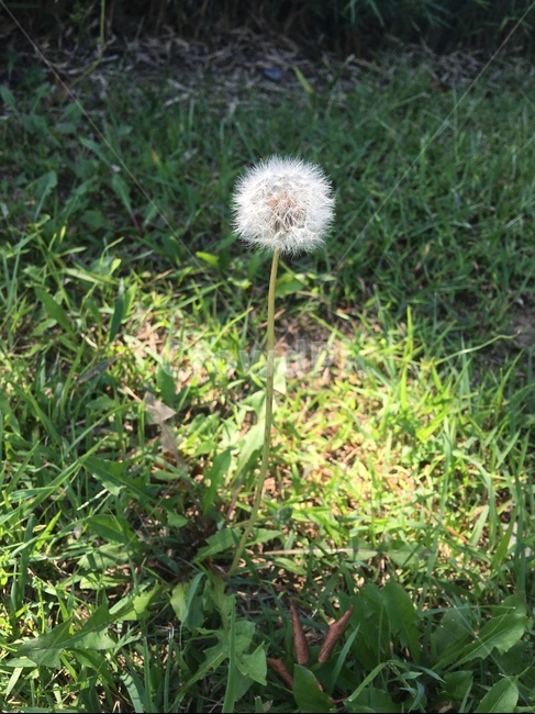 민들레,자연,민들레씨,dandelion,flower,식물,plant