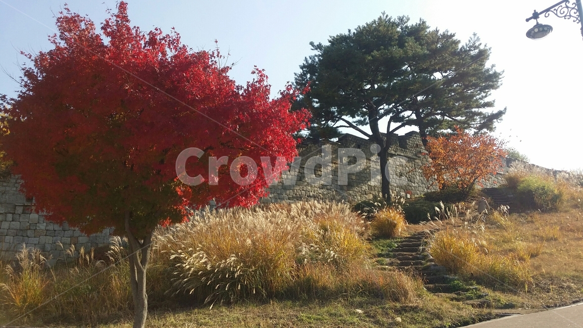 tree,나무,식물,maple,잎,leaf,단풍