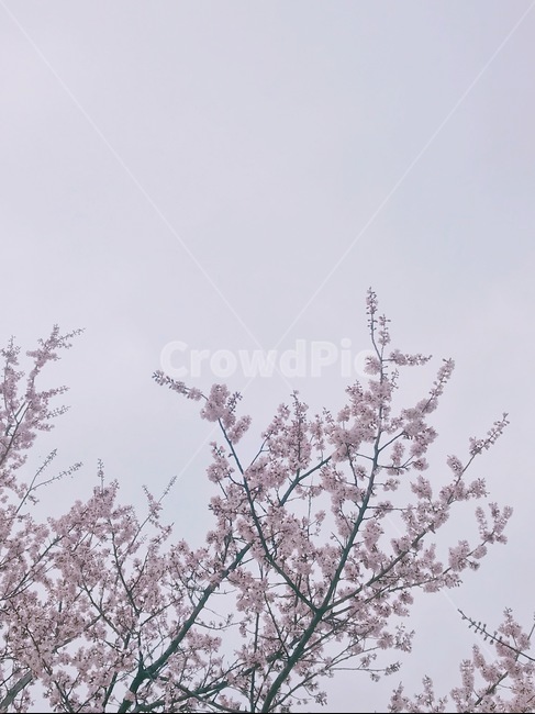 봄,풍경,벚꽃,하늘,landscape,봄,계절,spring,season,식물,자연,plants,nature,꽃,flower,plant,blossom