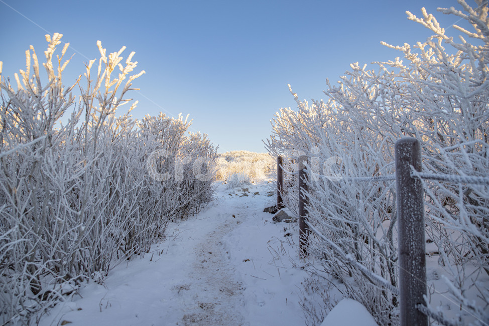 설산,태백산,겨울산,겨울,상고대,풍경,산,겨울풍경,눈꽃,겨울,계절,winter,season,자연,풍경,nature,landscape