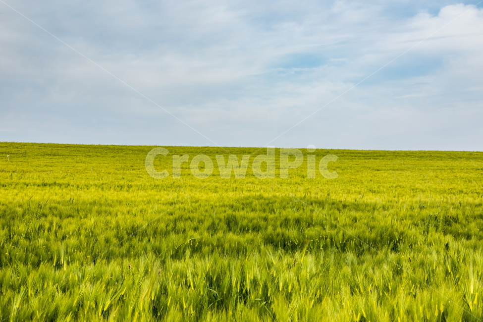 청보리,청보리밭,보리,풍경,landscape,고창청보리밭,봄,자연,풍경,nature,landscape,산업,industry,industrial,농업,농사,agriculture,farming,farming industry,field,들,grassland,목초지,outdoors,옥외