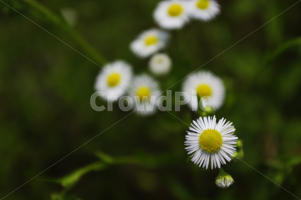 개망초,꽃,flower,식물,plant,자연,nature,식물,자연,plants,nature,꽃,flower