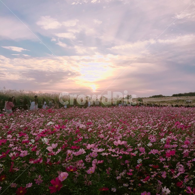 꽃,flower,가을,가을꽃,하늘공원,억새축제,노을,일몰,해질녘,autumn,fall