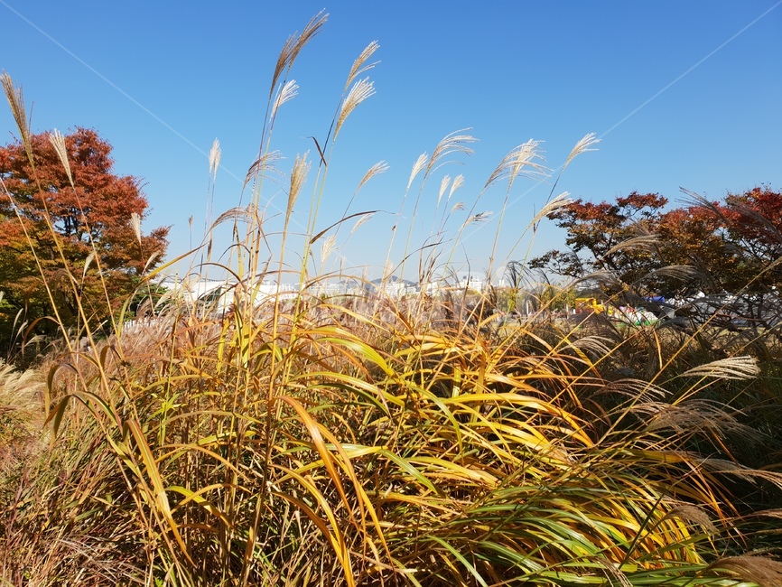 갈대,가을,낙엽,단풍,단풍나무,숲,고향,향수,공원,가을,계절,fall,autumn,season,자연,풍경,nature,landscape,plant,식물,grass,잔디,lawn,reed