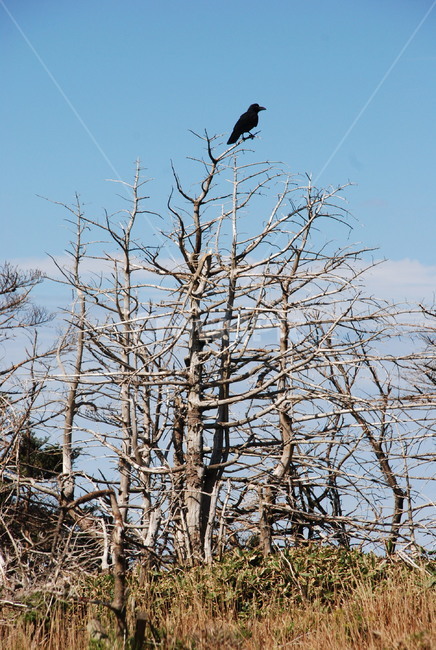 새,bird,까마귀,제주도,한라산,crow