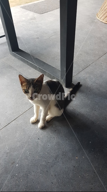 고양이,cat,cute,애완동물,animal,동물