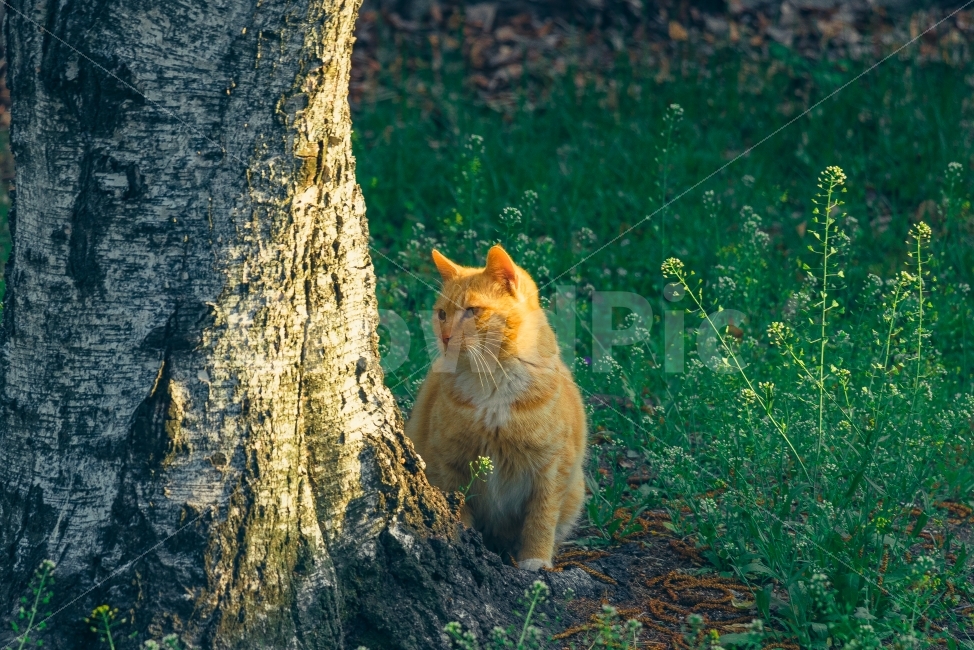 회상,고양이,봄날,가을,노을,반려동물,동물,animal,포유류,mammal,고양이,cat,kitten,kitty,감성,sensible,feeling,휴식,힐링,rest,relaxation,healing