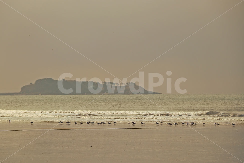 바다,갈매기,동물,자연,여행,서해,자연,풍경,nature,landscape,해변,바다,beach,sea,동물,animal,조류,새,birds,outdoors,옥외,land,땅,water,물,ocean,대양,shoreline,해안선