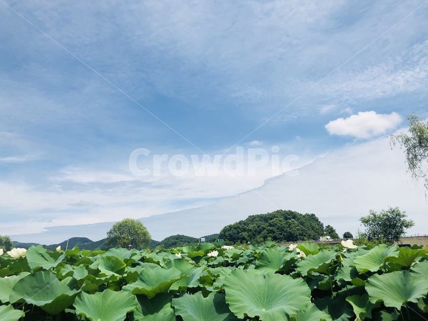 연잎,연꽃,구름,하늘,풍경,배경,맑음,잎,꽃,자연,풍경,nature,landscape,plant,식물,leaf